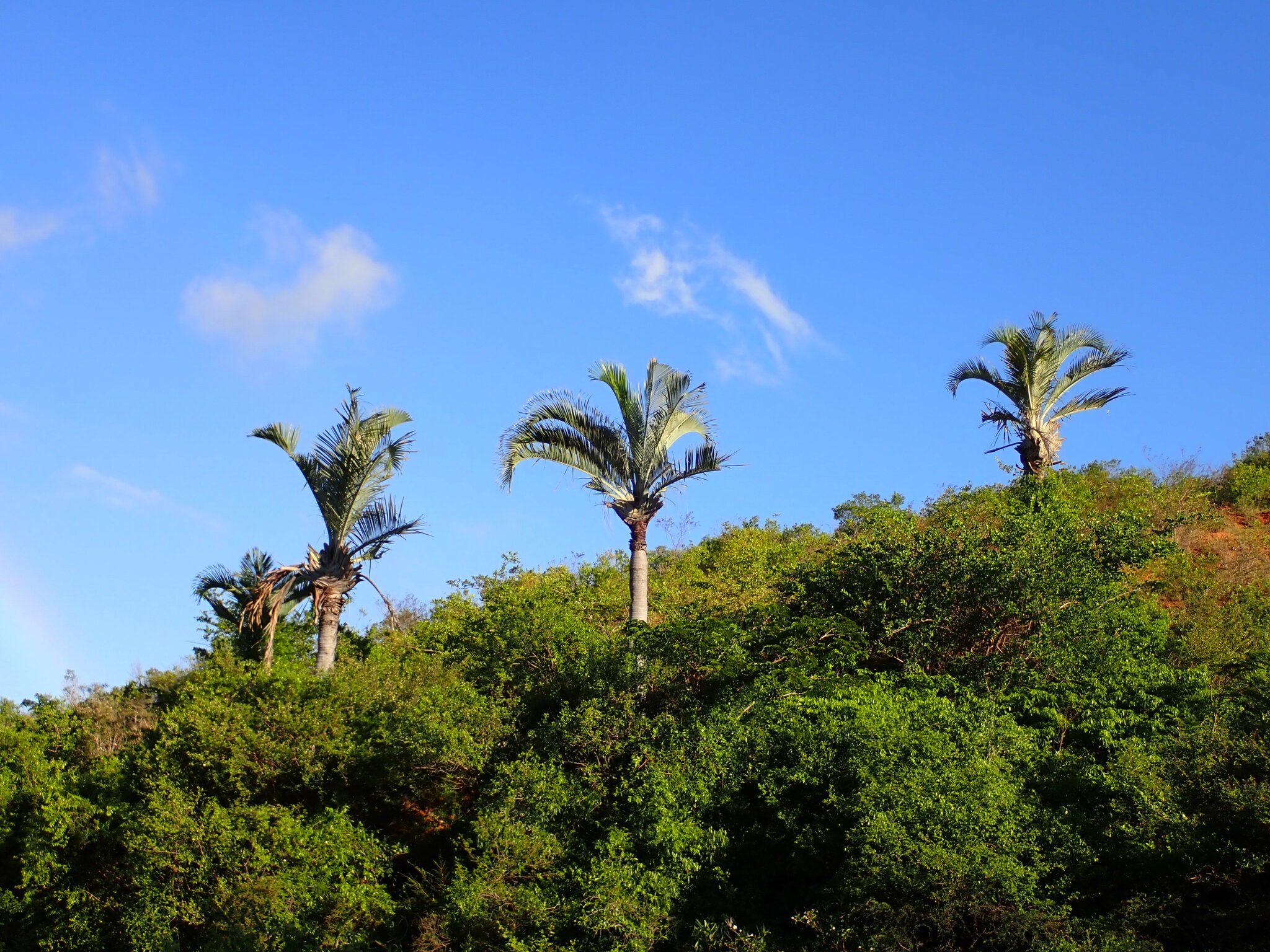 Imagem de Palmeira triangular