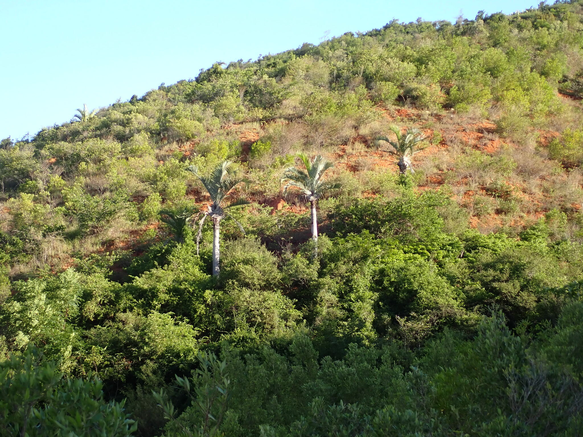 Imagem de Palmeira triangular