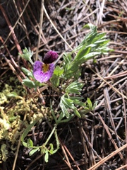 Viola beckwithii