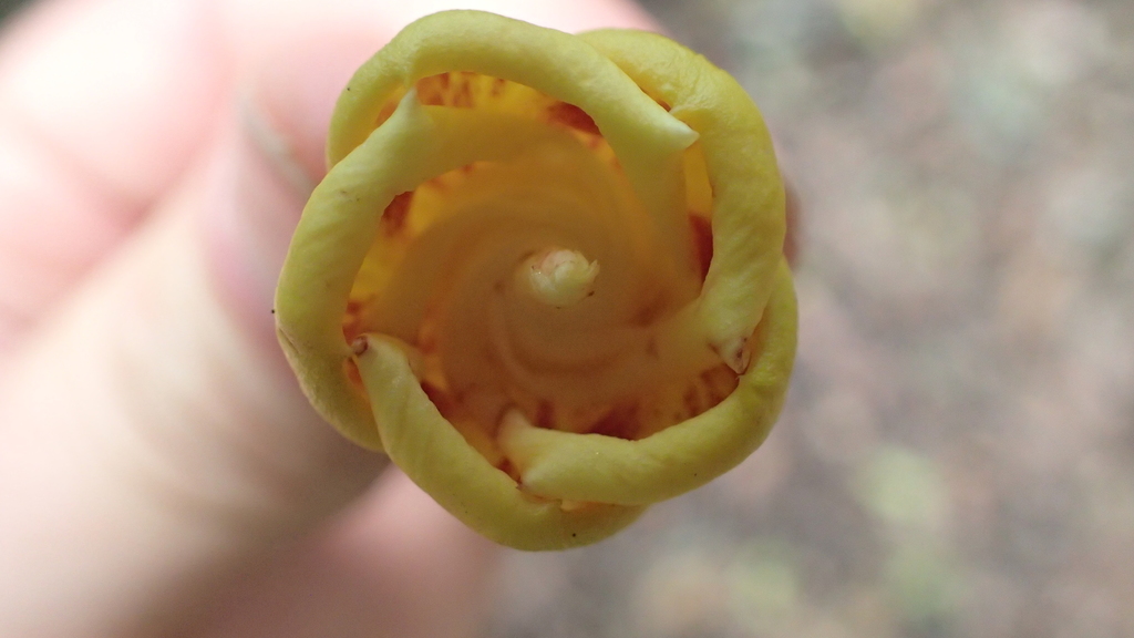 Prestonia amabilis
