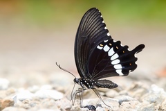 Papilio polytes romulus