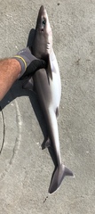Genie's Dogfish photo 2