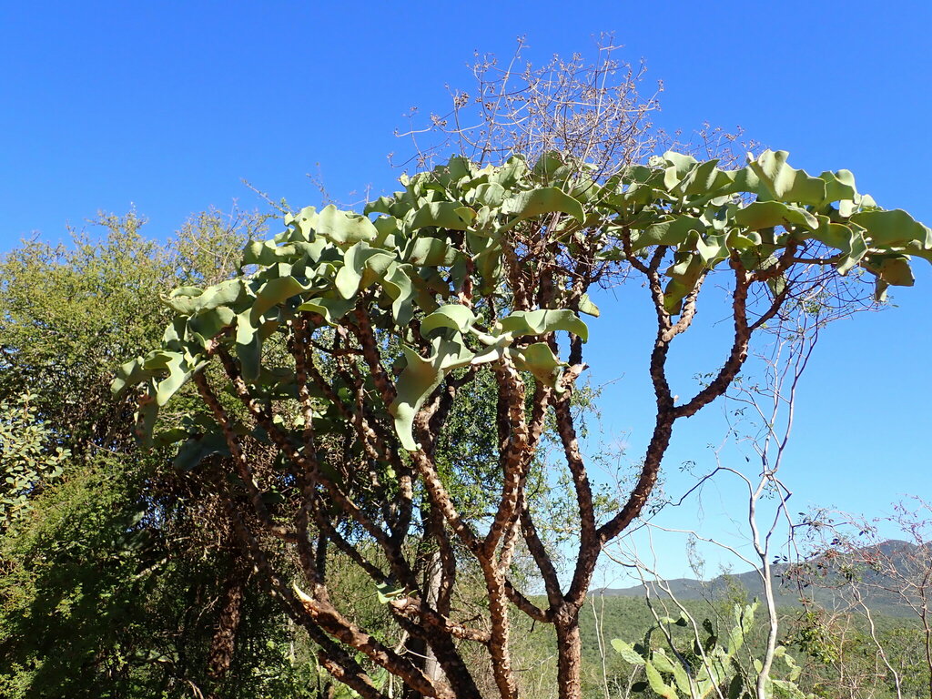 Kalanchoe beharensis, District de Taolanaro, Madagascar