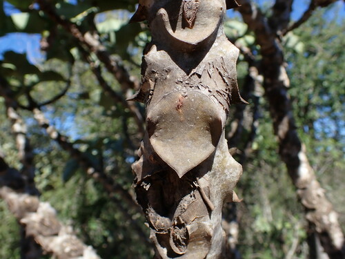 Kalanchoe beharensis