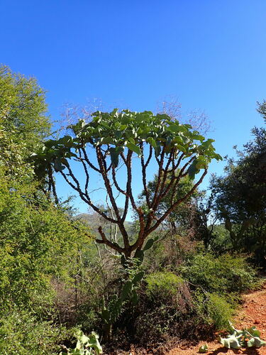 Kalanchoe beharensis