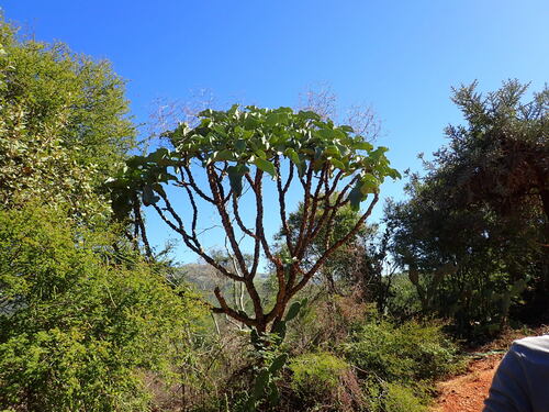 Kalanchoe beharensis