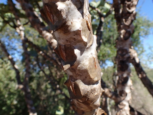 Image of Kalanchoe beharensis by (c) Louis Aureglia, some rights reserved (CC BY)
