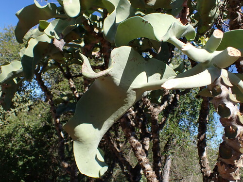 Kalanchoe beharensis