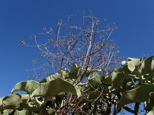 Kalanchoe beharensis
