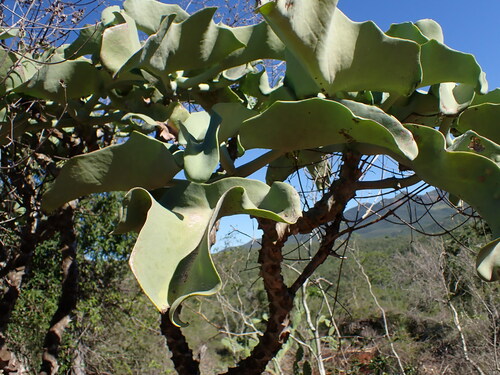Kalanchoe beharensis