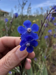 Anchusa azurea