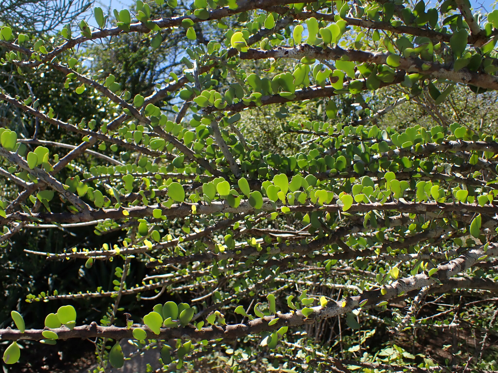 Alluaudia humbertii