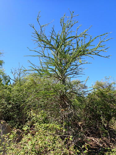 Alluaudia humbertii, photograph 1