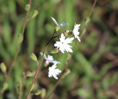 Lithophragma