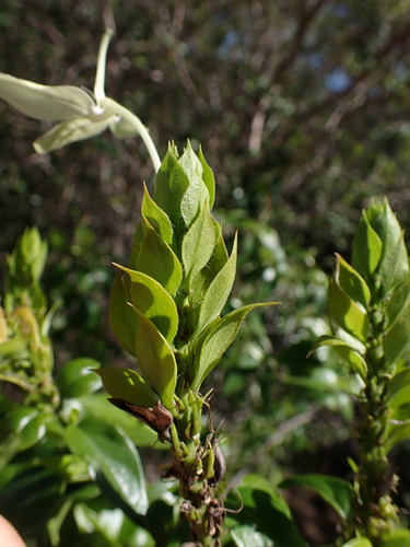 Ecbolium madagascariense