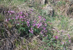 Astragalus ceratoides