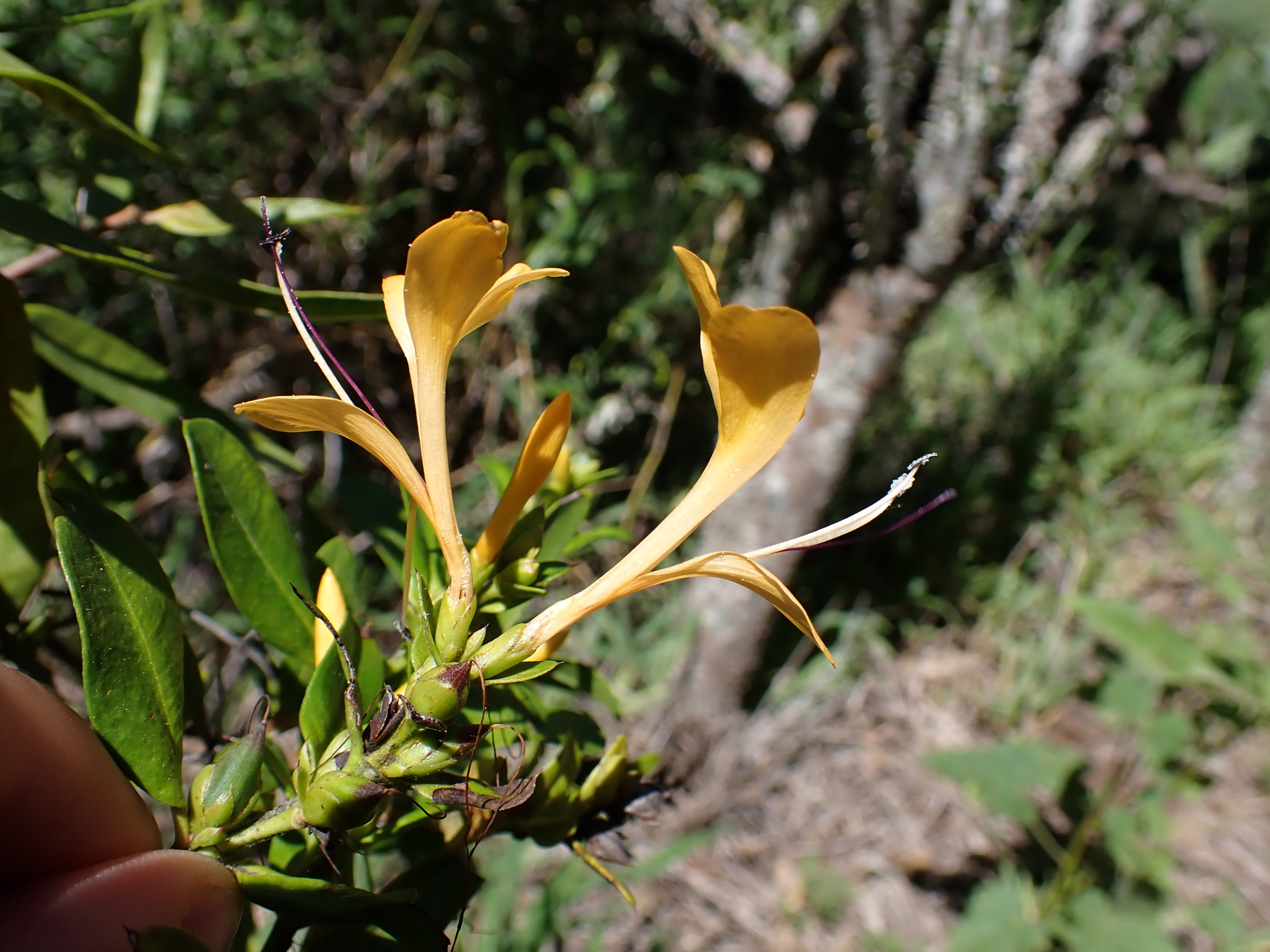 Barleria alluaudii