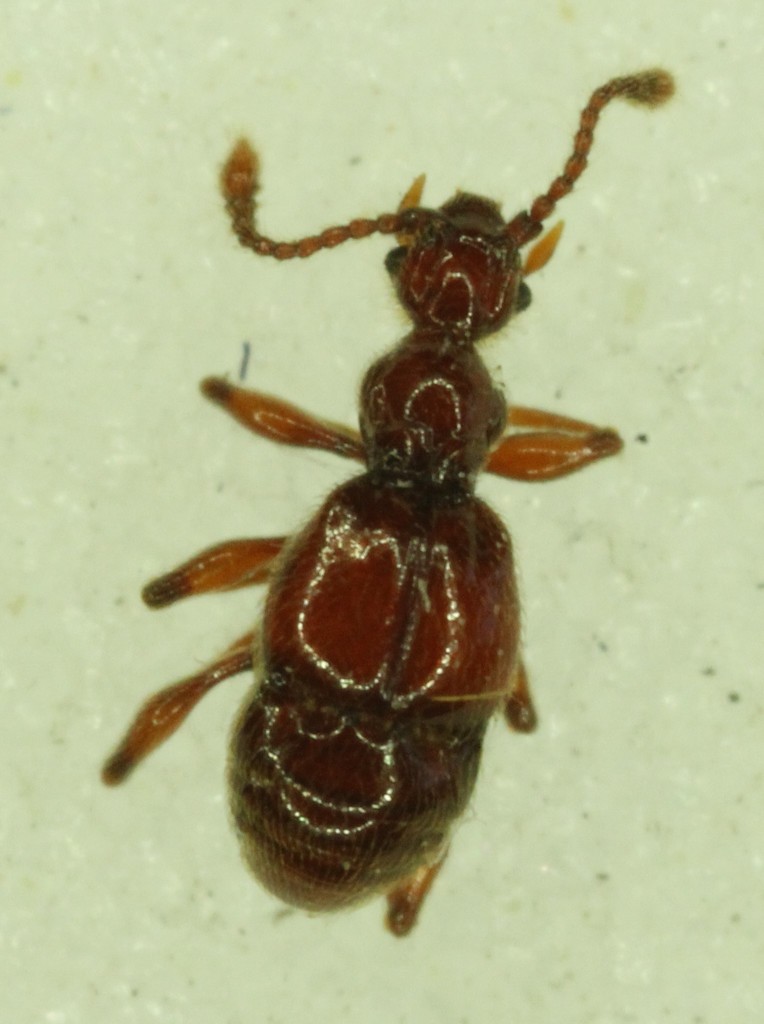 Batrisodes