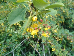 Berberis sphaerocarpa