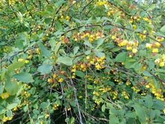 Berberis sphaerocarpa
