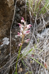 Anacamptis coriophora fragrans