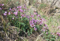 Astragalus ceratoides