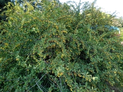 Berberis sphaerocarpa