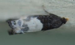 Notocelia cynosbatella