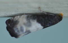 Notocelia cynosbatella