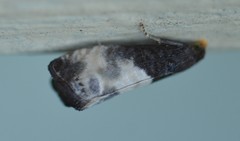 Notocelia cynosbatella