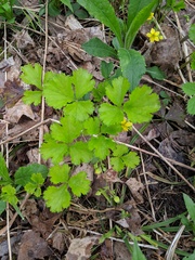 Waldsteinia fragarioides