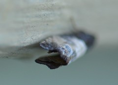 Notocelia cynosbatella