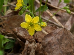 Waldsteinia fragarioides
