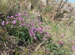 Astragalus ceratoides