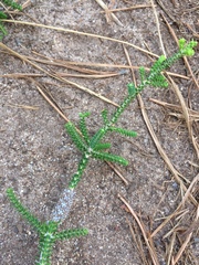 Melaleuca densa