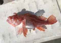 Pontinus longispinis