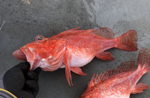 Longspine scorpionfish (Pontinus longispinis) — Scorpaenidae — 5