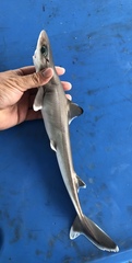 Genie's Dogfish photo 4