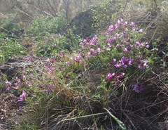 Astragalus ceratoides