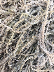 Sarmentypnum exannulatum