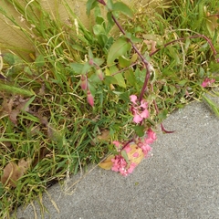 Clarkia unguiculata