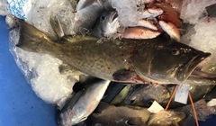 Mycteroperca microlepis