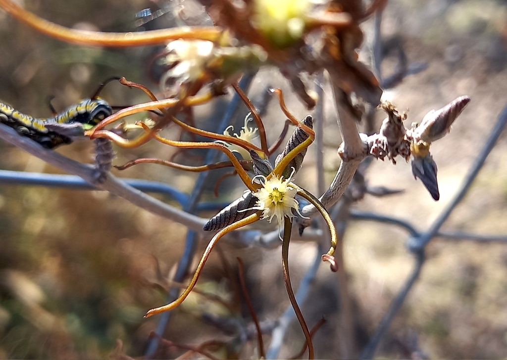 Fockea angustifolia, Ghanzi, Botswana