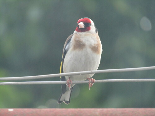 Jilguero europeo (Carduelis carduelis)