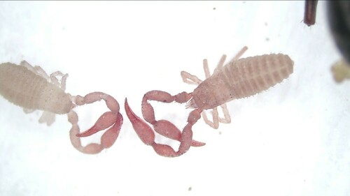 Allochernes japonicus