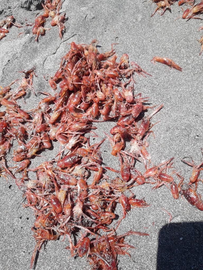 Red squat lobster
