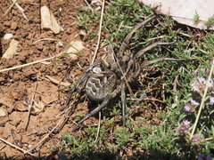 Lycosa tarantula