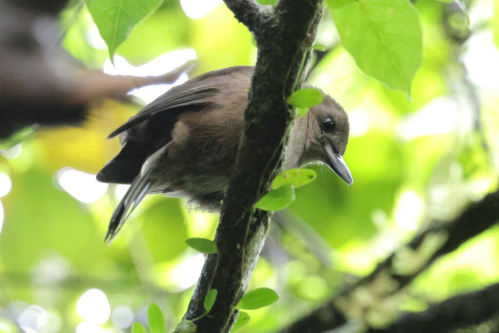 Fiji Shrikebill photo