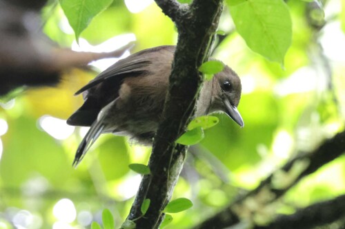 Fiji Shrikebill