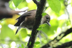 Fiji Shrikebill photo 1